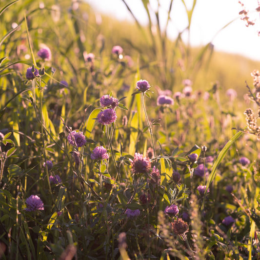 Red Clover Revealed: Unlocking Natural Menopause Relief