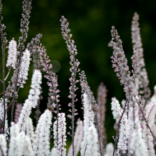 Exploring the Safety Profile of Black Cohosh Root Extract in Menopause