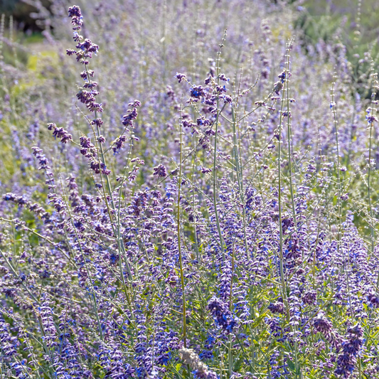 Sage Leaf for Hormonal Harmony: A Menopausal Breakthrough