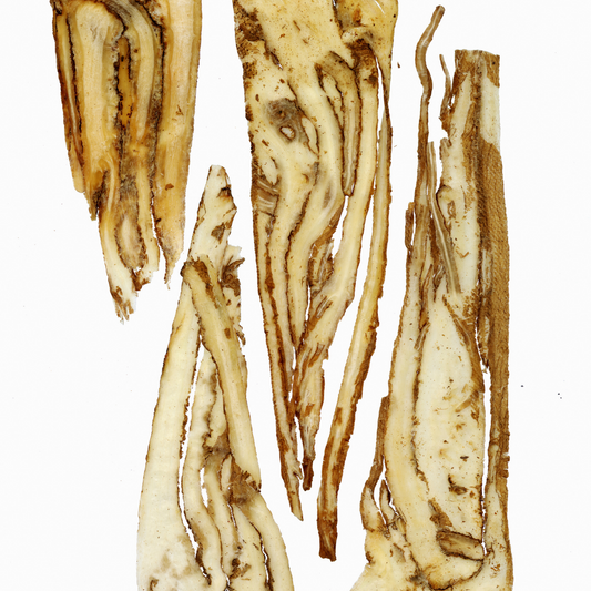 Exploring Dong Quai in Traditional Chinese Medicine: A Journey Through Time